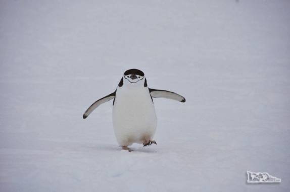 Pinguim chinstrap atravessa campo de gelo em Half Moon Island, na Antártida